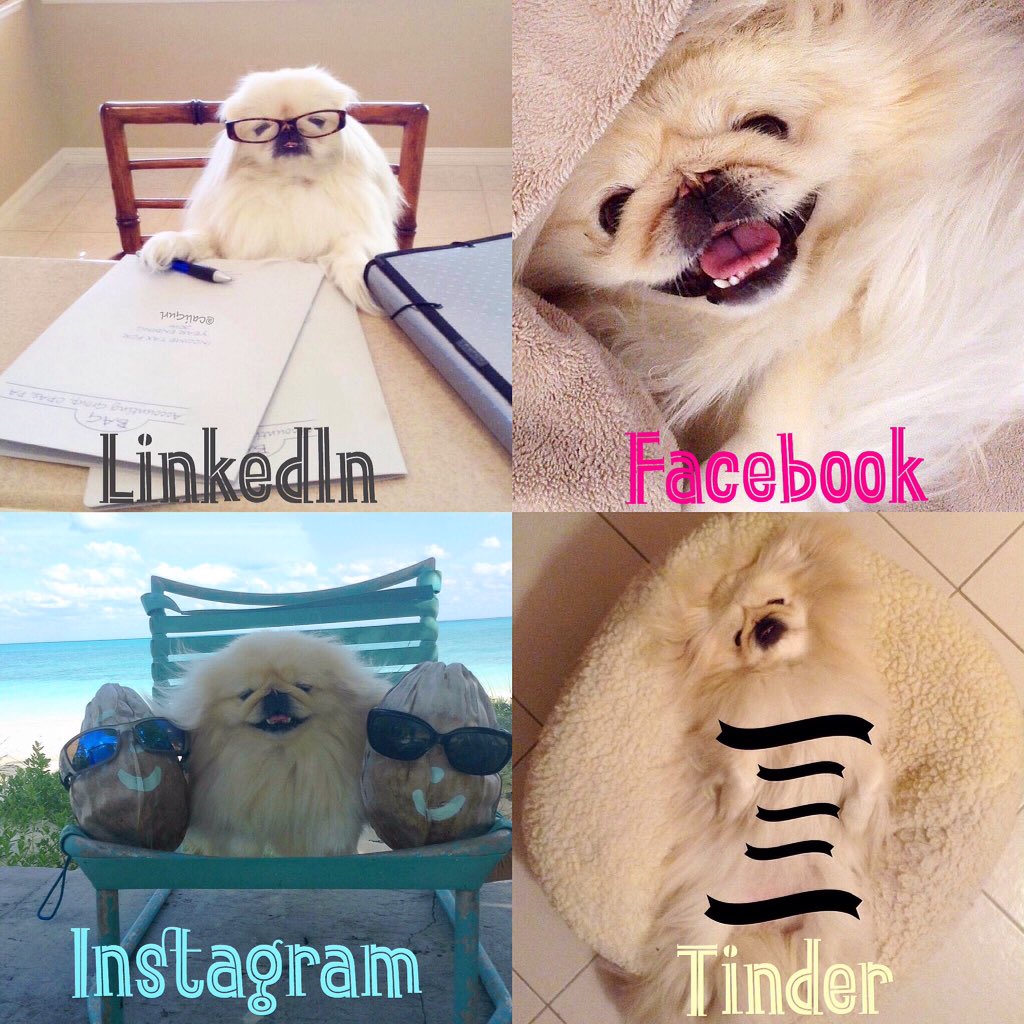 LilCaliGurl's tweet photo. What @DollyParton sayz well why not! #everybodyisdoingit Get you a gurl (dog) dat can do it all! #dollypartonchallenge #makemefamous
.
.
.
#dollypartonmemechallenge #socialchallenge #candoitallchallenge #whowritesthesehashtags #dogmodel #pupmodel #caligurl #socialmediachallenge https://t.co/XTw56Qccz7