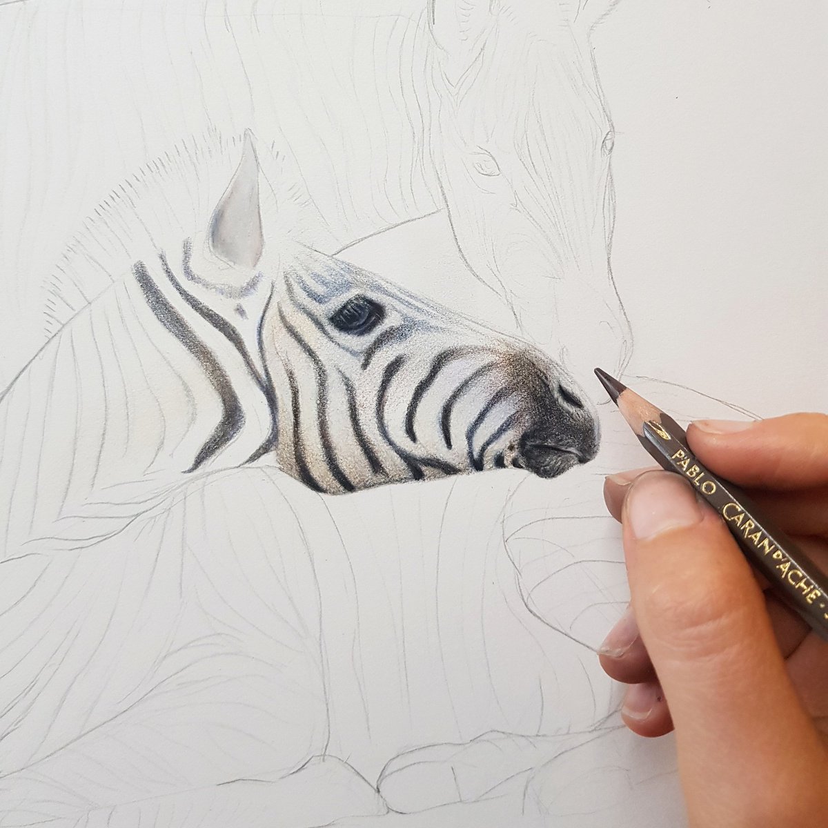 Current subjects on the drawing board, soooo much coffee needed to get through these stripes😆💪☕ #wildlifeafrica #zebra #wildlifeartist #animalartist #africanwildlife #africa #ineedcoffee