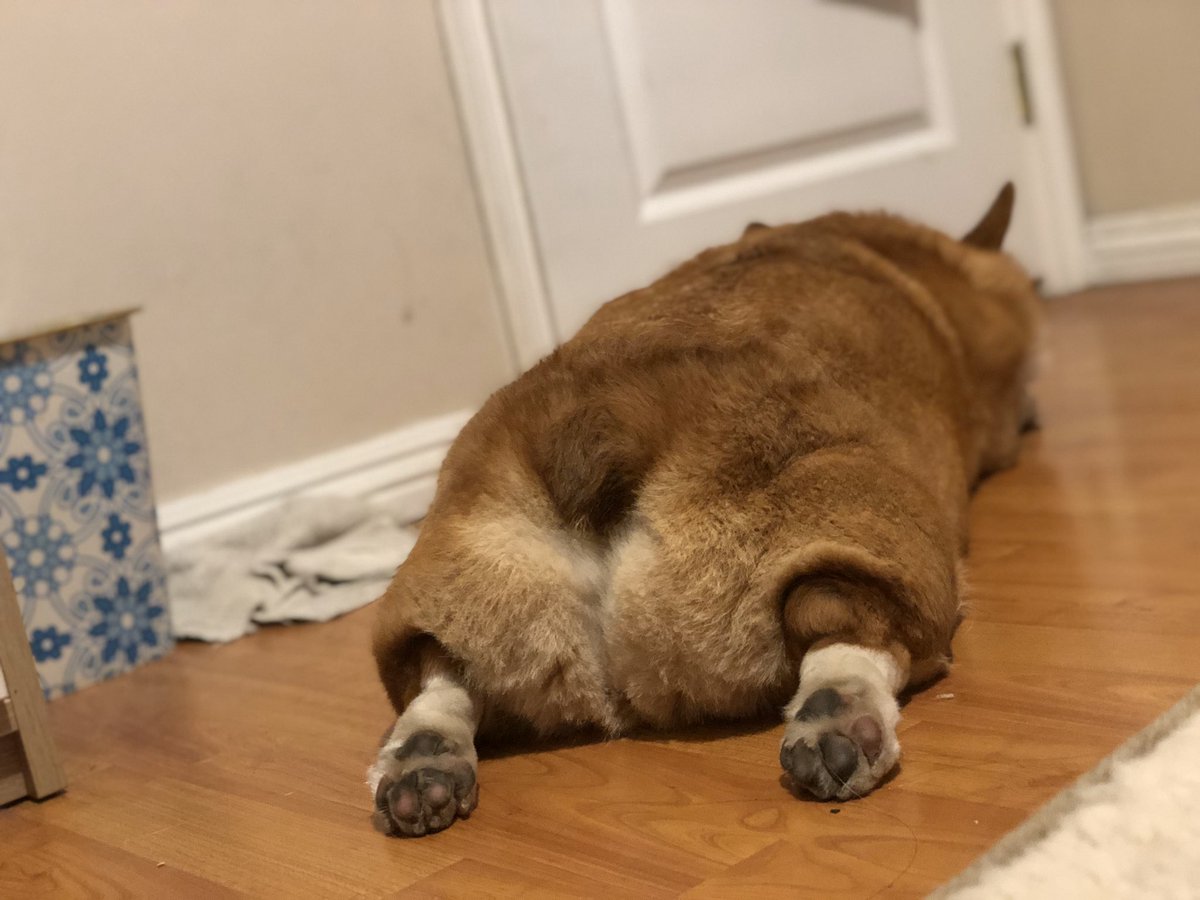Nightris_'s tweet image. I got a corgi so I can take loaf butt picz