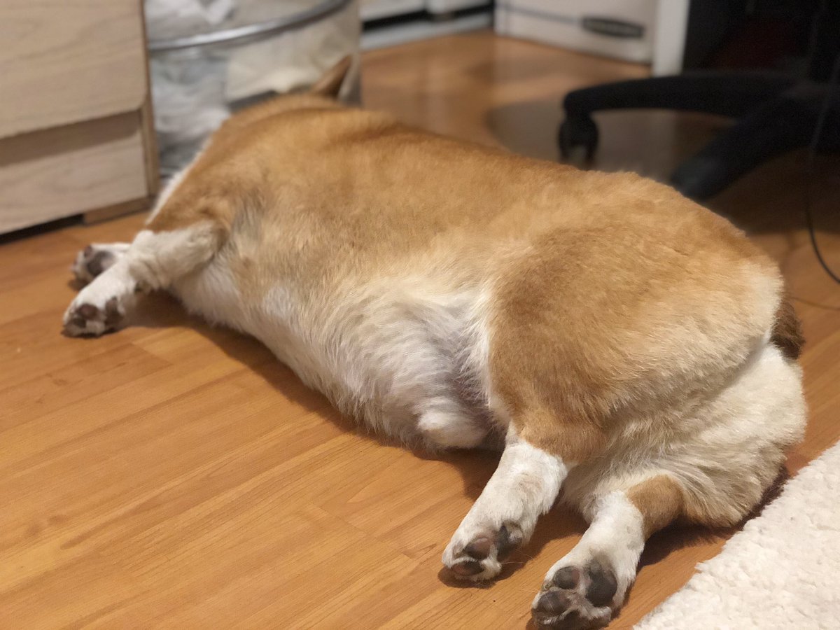 Nightris_'s tweet image. I got a corgi so I can take loaf butt picz