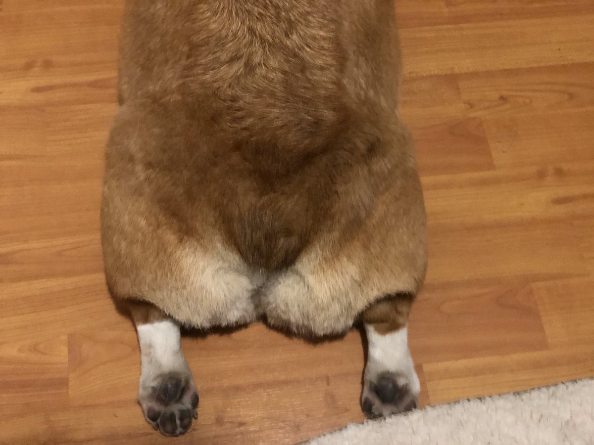 Nightris_'s tweet image. I got a corgi so I can take loaf butt picz
