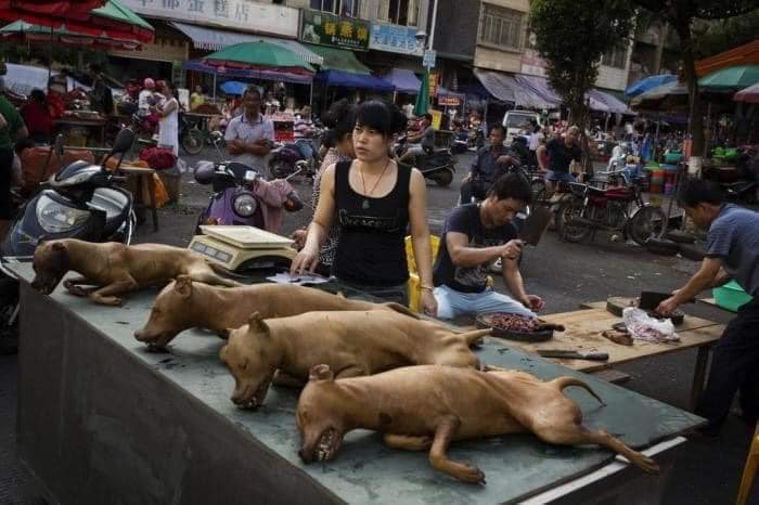 guruhulan's tweet photo. Chinese people must stop eating #unwantedfood eating all so spreading of infection are more please wash your food cook well kill virus eating without cooking food #coronarvirus  #china #listenwhatdoctorsay #changefoodeatingbehavior dont eat all #snakes an advice from #SriLanka https://t.co/LFpFNwmzYh
