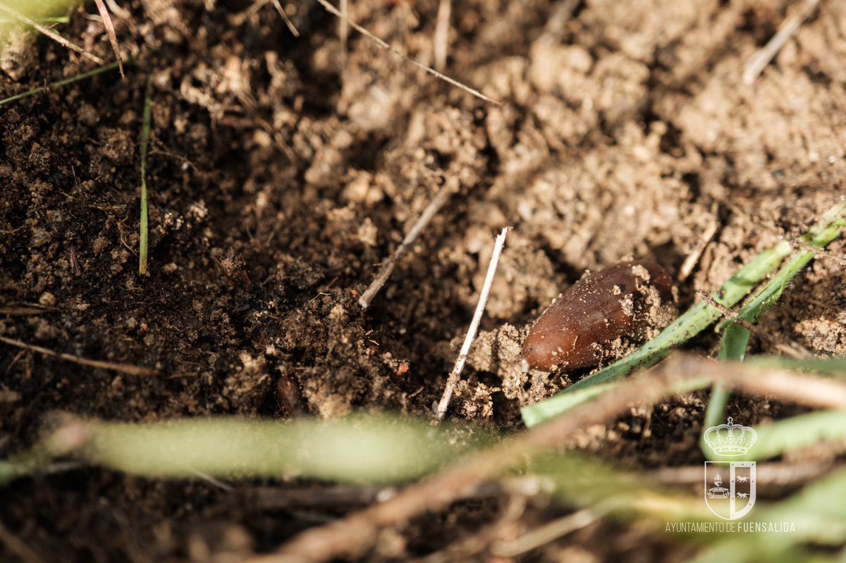 🐿🌳 Hoy se ha celebrado en nuestro municipio la gran bellotada ibérica. Este iniciativa, que existe a lo largo y ancho de nuestro país tiene como fin poner freno a la #desertificación a la que se expone la península ibérica.

#LaGranBellotadaIbérica
#FuensalidaEsSostenible