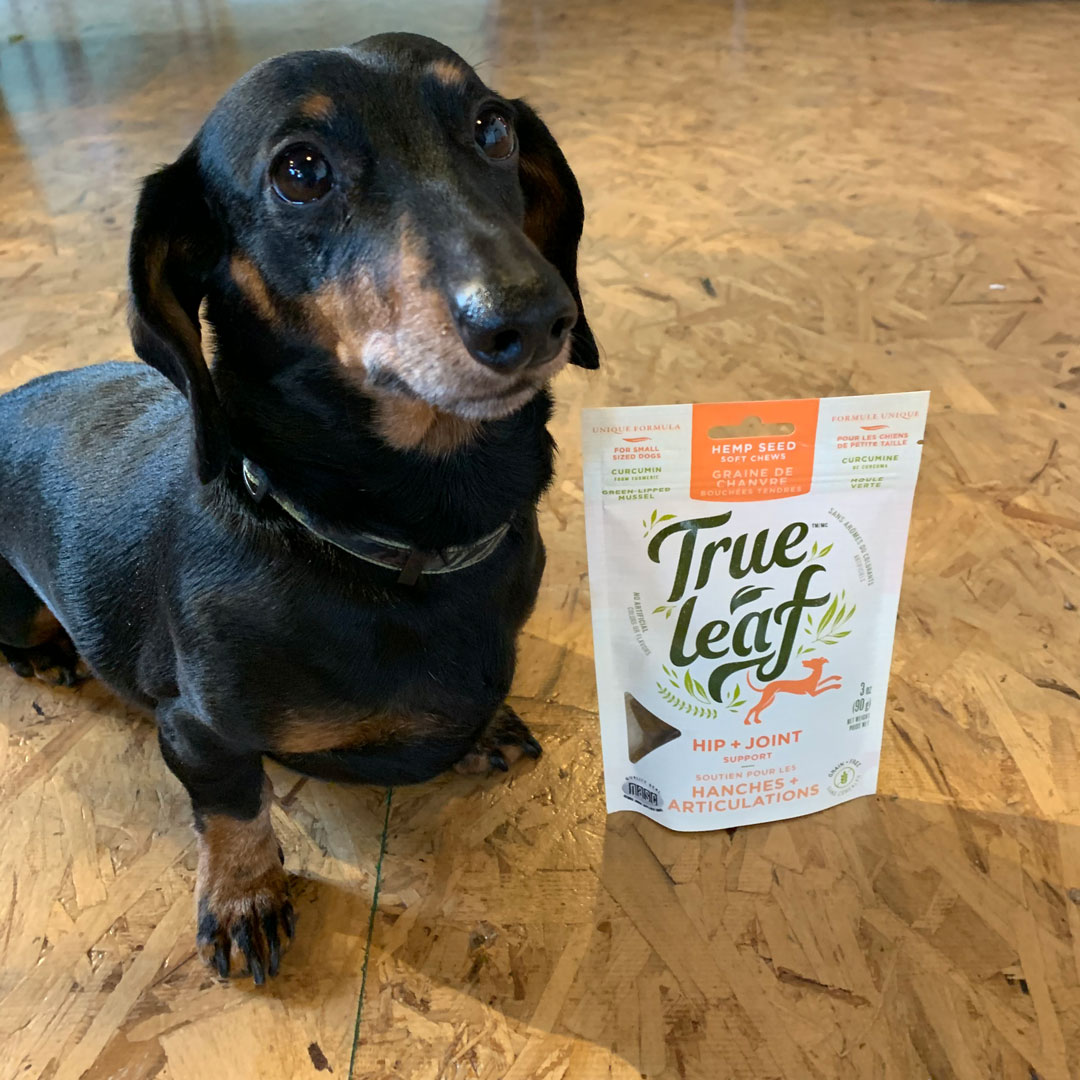 trueleafpet's tweet image. Kita is the smallest of True Leaf's office pups! We treat her with our Hip+Joint formula as she's had disc surgery on her back. Hip+Joint helps reduce inflammation and pain allowing Kita to run around and be happy. 
#hempfordogs
