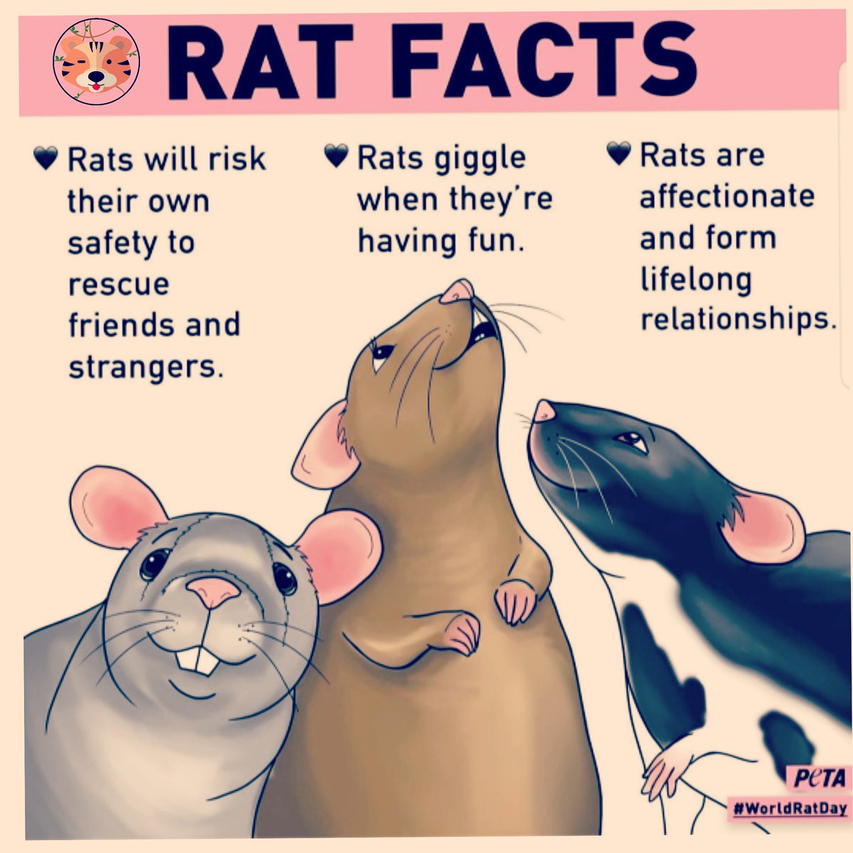 BioTigerDK's tweet photo. Happy #ratyear ! 🐀🐭 🎊🎉
.
#ratfacts #BioTiger #TeamBioEngine #newyear #chinesenewyear https://t.co/9iKjaYalJq