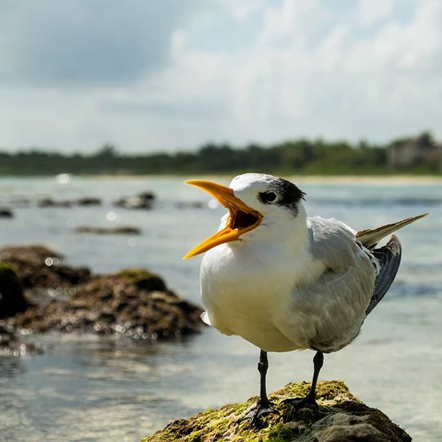 bradenworrell's tweet photo. This shot involved 10-15 minutes of awkward incremental scooting through a tidal pool until I was about 12 inches away from this guy. .
.
.

#worthit #rivieramaya #seagull #tidalpool #fujixt3 #closeup https://t.co/RCNGe2o7c2 https://t.co/zhUlGDldBW