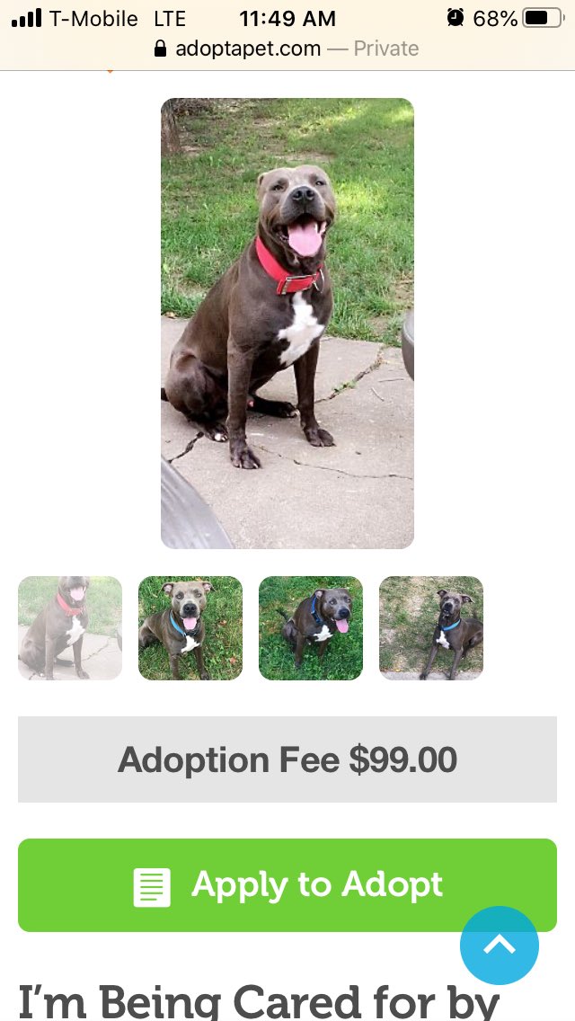 One of the common practice now is to call them just “terrier mixes” or label them as other breed mixes. Like this “unknown terrier lab mix”, it’s done purposely to push these dog onto people and try to obscure the breed.