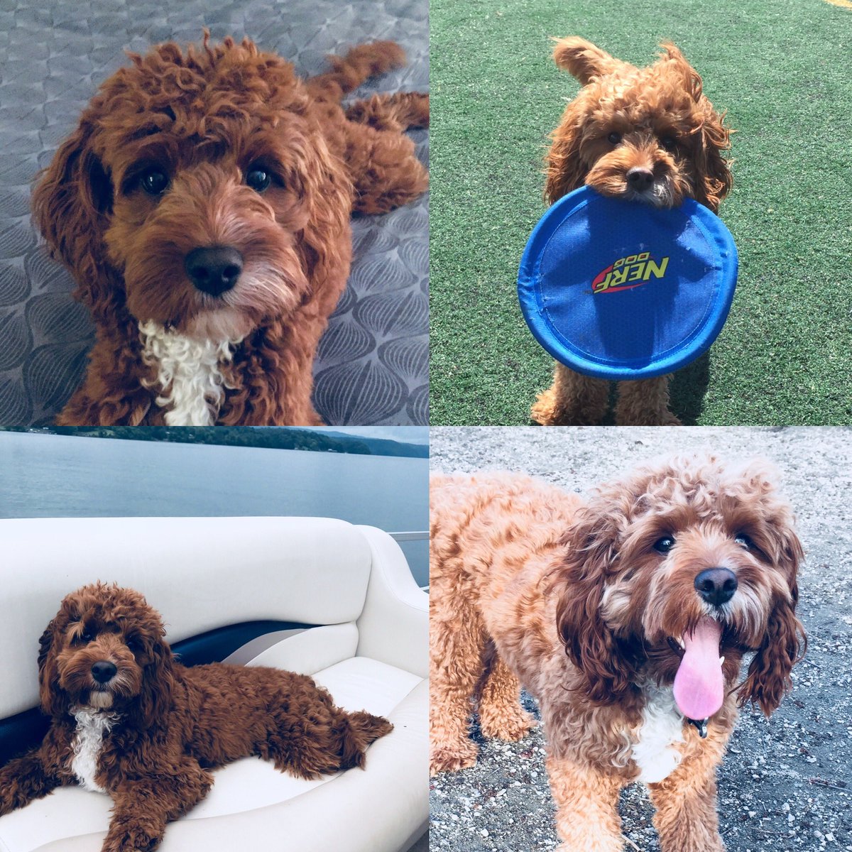 Dolly challenge 🐶