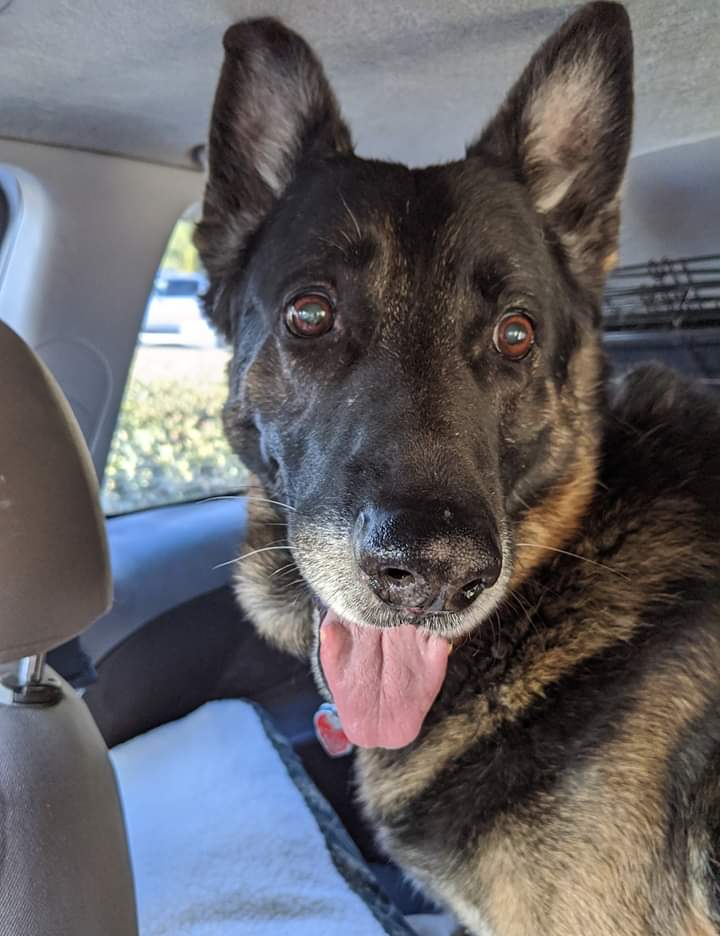 paws_grand's tweet photo. "WELCOME AMARILLO 💙 His owner is a young Marine who is divorcing, with no one to care for the dog. So the Marine's commander picked up the dog and called Grand-Paws asking for help.  He is a 10 y/o sweetie!  For more info go to our webpage. @ProducerStaceyZ
@ZipperyZooProds https://t.co/08bdy310ST