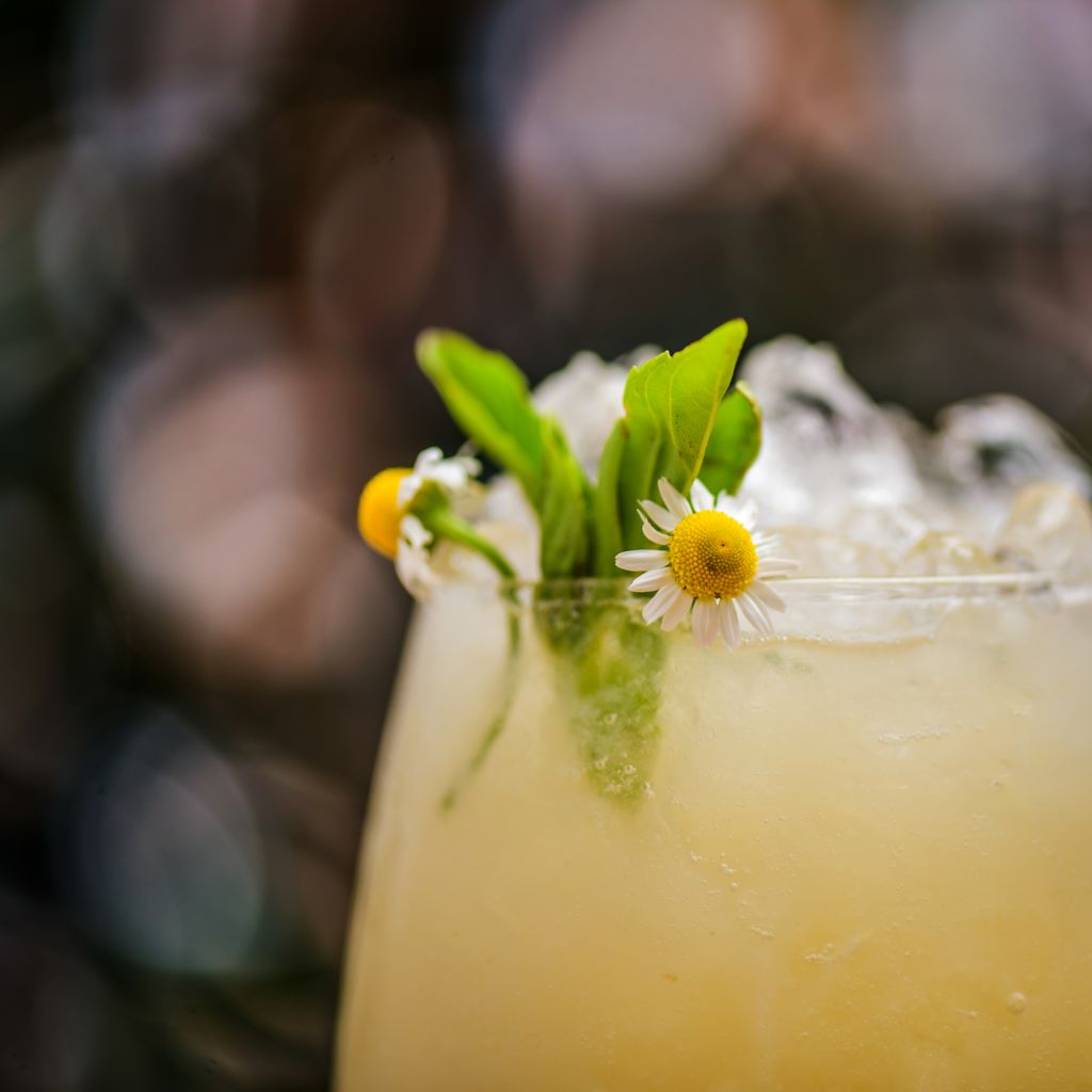 Un coctelito Blanca: Aguardiente Blanco Madero, guanábana, jarabe, manzanilla y un toque de jugo de piña. 🍍

Estamos en 📍Av. México 2207.

#quierochancho #chanchopalabanda #chanchogdl #especialesdelmes #coctel