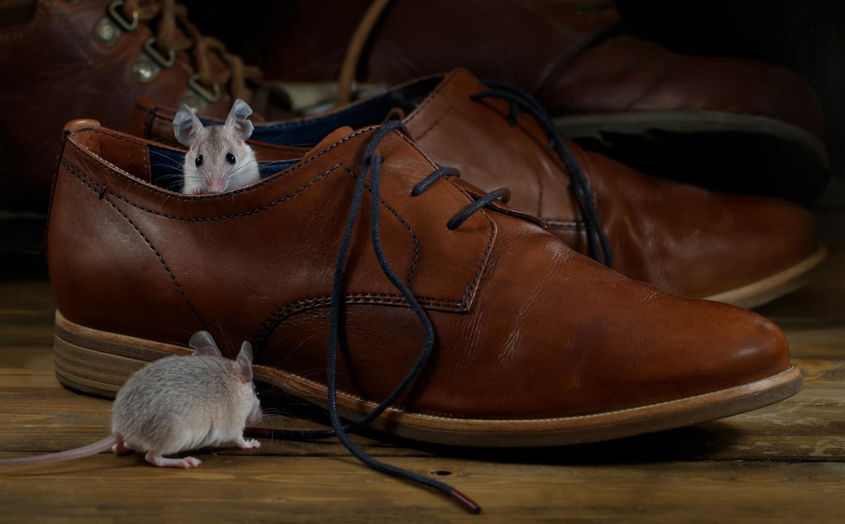 ransfordpest's tweet photo. Are you unknowingly providing a water source for #rodents? Read more here for mice prevention tips. https://t.co/HjHx7sh7VR   #pestcontrol #shrewsbury https://t.co/6JA1O1vtMC