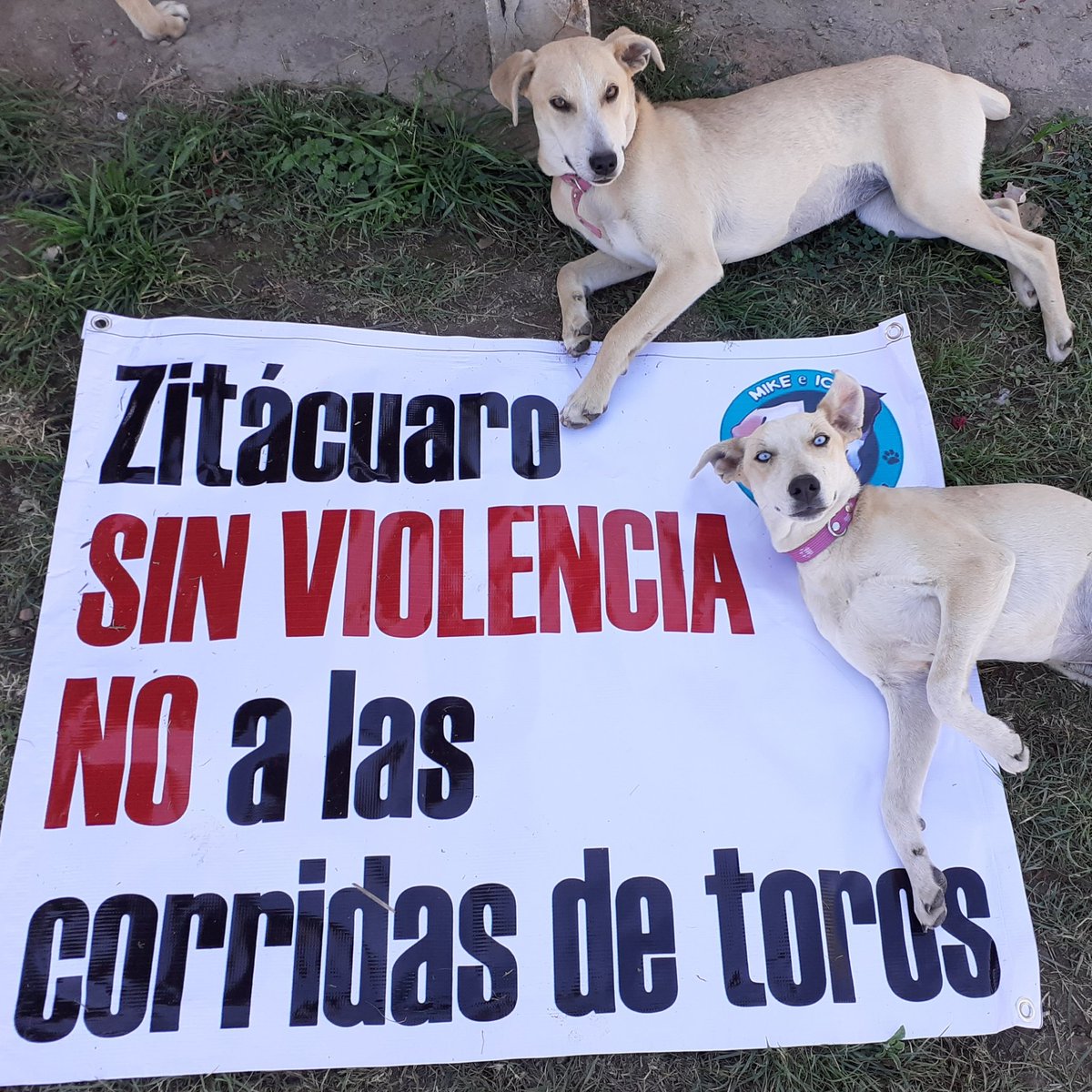 MikeeIca's tweet photo. ¡¡Corrida de toros VERGÜENZA NACIONAL!! @lichugoahs  @Silvano_A  @AyttoZitacuaro @CarlosHerreraSi https://t.co/VRCxjZ7GJH