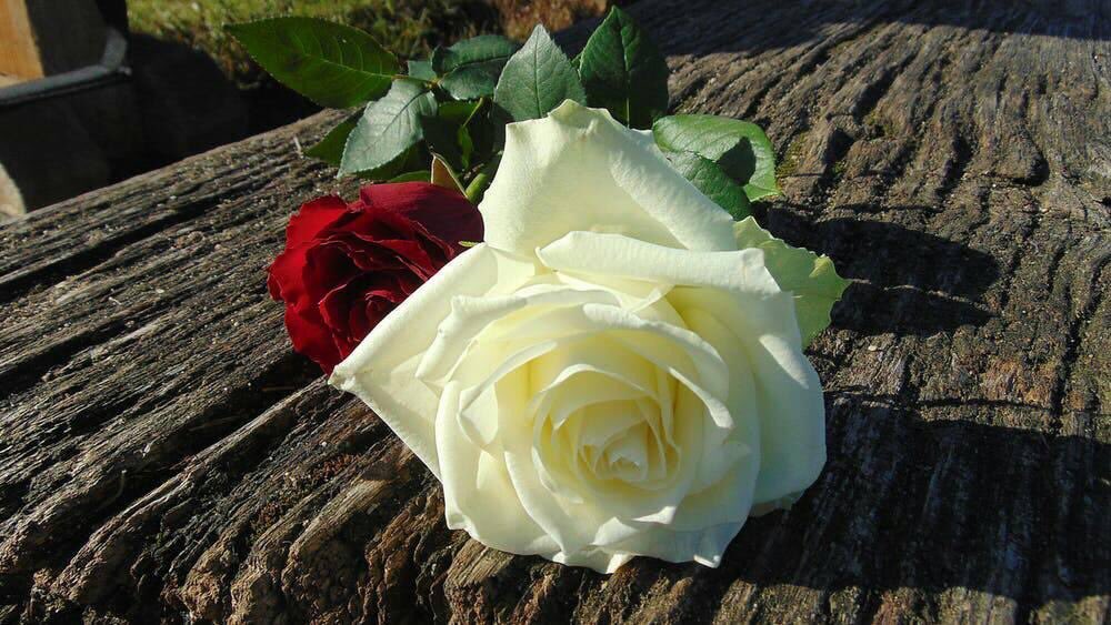 leadintogold's tweet photo. .
🙏 @BernardBrett2
Retweet e commento #CHI_NON_RISICA... #26Gen: https://t.co/nab0Kbvlp1
.
💐 https://t.co/i8HpKFySSO
🎧 Miley Cyrus - Younger Now (Official Video)
https://t.co/Jbb86jusEq https://t.co/D8wwcveWPa