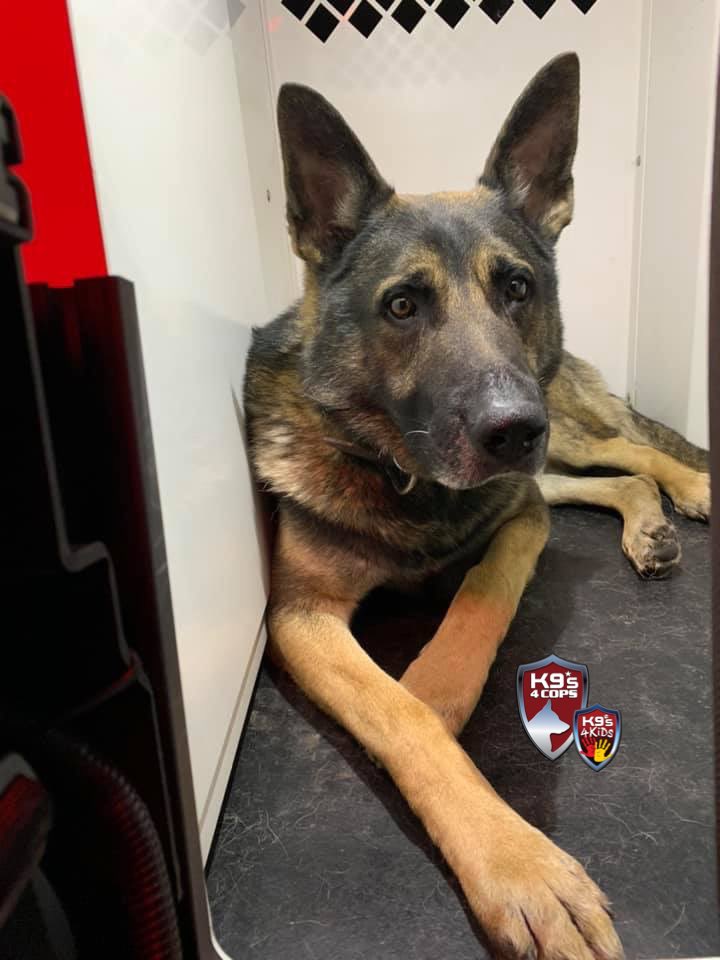 K9sOfficial's tweet photo. We’d like to wish this big guy a Happy 3rd Birthday. K9 Gandor is enjoying is birthday by playing in the snow and napping by the fireplace!🐾☃️💙
#K9Gandor #K9s4COPs #K9s4KIDs #ReelEmInFoundation https://t.co/XkL1evg8fw