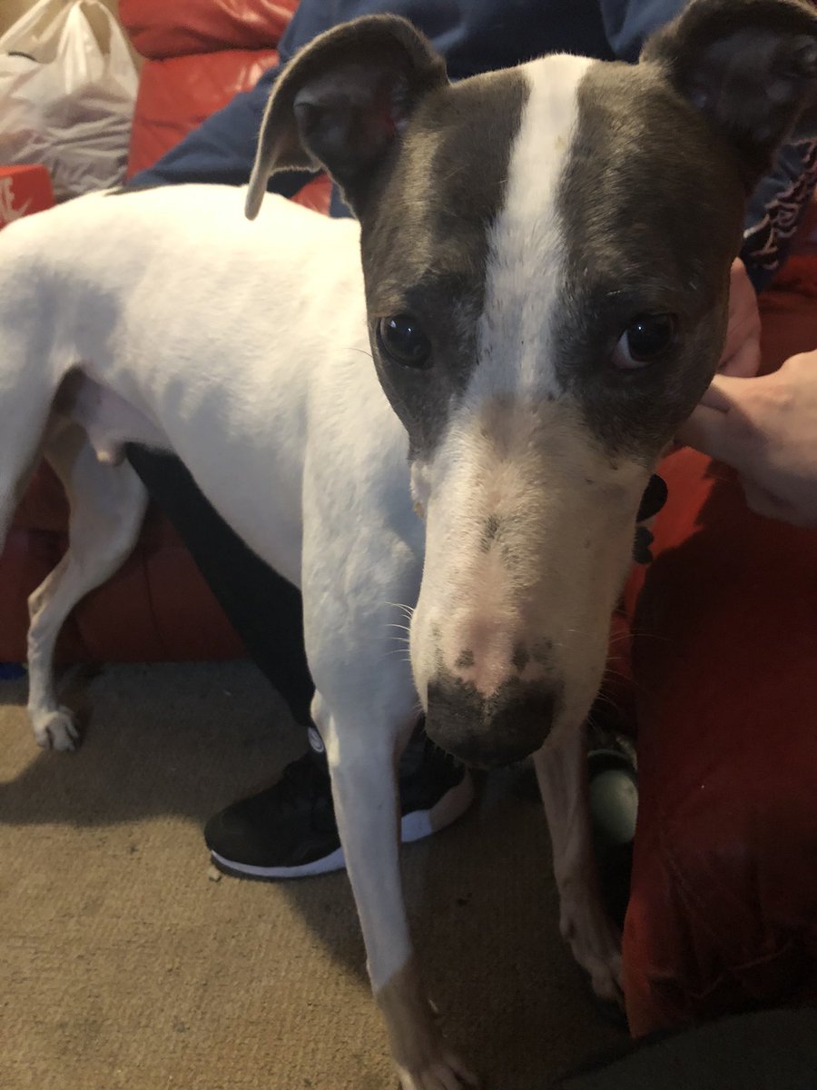 LisaParkhurst32's tweet photo. @DT_Shrewsbury Happy gotcha day Spot. 2 years today!!! https://t.co/TDvK6dSceR