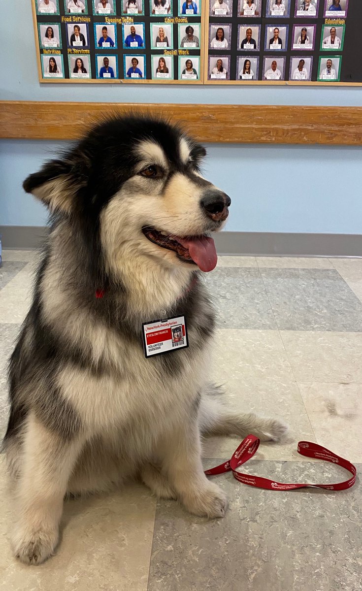 7HSsurgicalonc (@6hsnurses) on Twitter photo A fluffy visitor came to visit us on <a href="/6HSnurses/">7HSsurgicalonc</a> today! We think he should become a permanent resident! #therapydog #moralebooster #lookatthatfluff A fluffy visitor came to visit us on <a href="/6HSnurses/">7HSsurgicalonc</a> today! We think he should become a permanent resident! #therapydog #moralebooster #lookatthatfluff