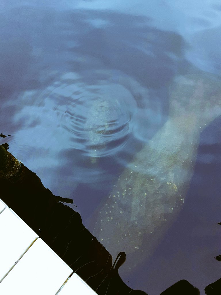 MrsDYanes's tweet photo. Mom &amp; Baby 💙 Lovely, Gentle, and Sweet! 💙 Manatees are the way to be @ManateeCCPS 💙 @savethemanatee  @KobeeManatee @manateecoffee @ManateeinMotion 💙 https://t.co/zpabgAdxrW