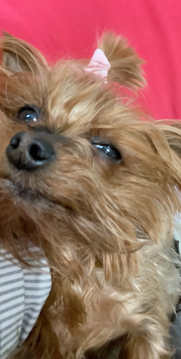 TheMissBritni's tweet photo. @ceciliasusan When I told Audi you were cheating on her... https://t.co/pZX3wMSZp1