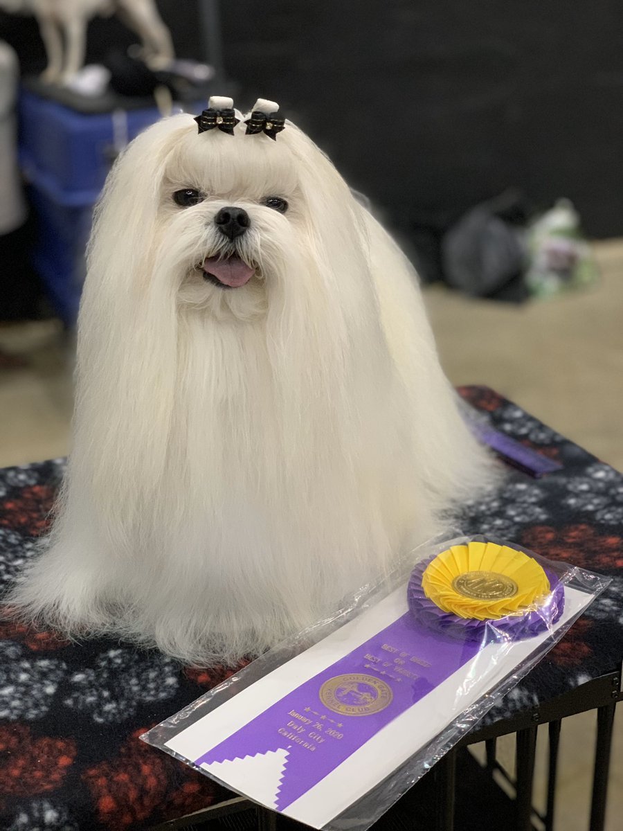GoldenGateKC's tweet photo. It’s Day 2 of the #goldengatedogshow and the pups are all poofed up and ready for you to come say hi! 🐶 Get your tickets at the door at @cowpalacesf. https://t.co/9krgEkVkuC