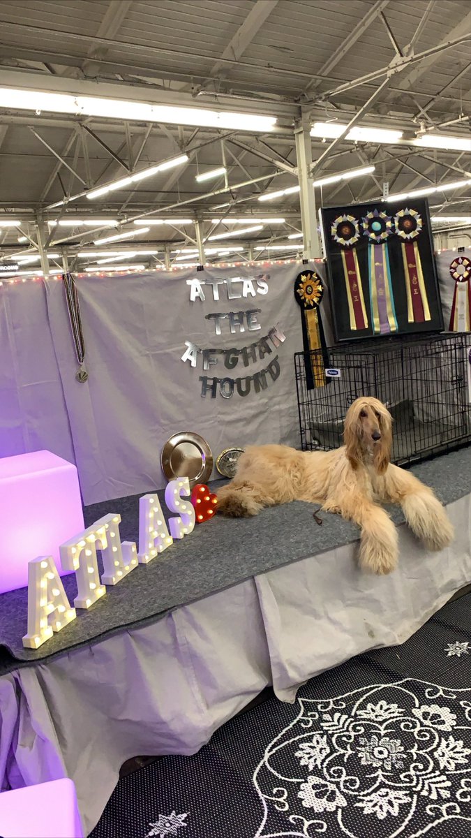 GoldenGateKC's tweet photo. It’s Day 2 of the #goldengatedogshow and the pups are all poofed up and ready for you to come say hi! 🐶 Get your tickets at the door at @cowpalacesf. https://t.co/9krgEkVkuC