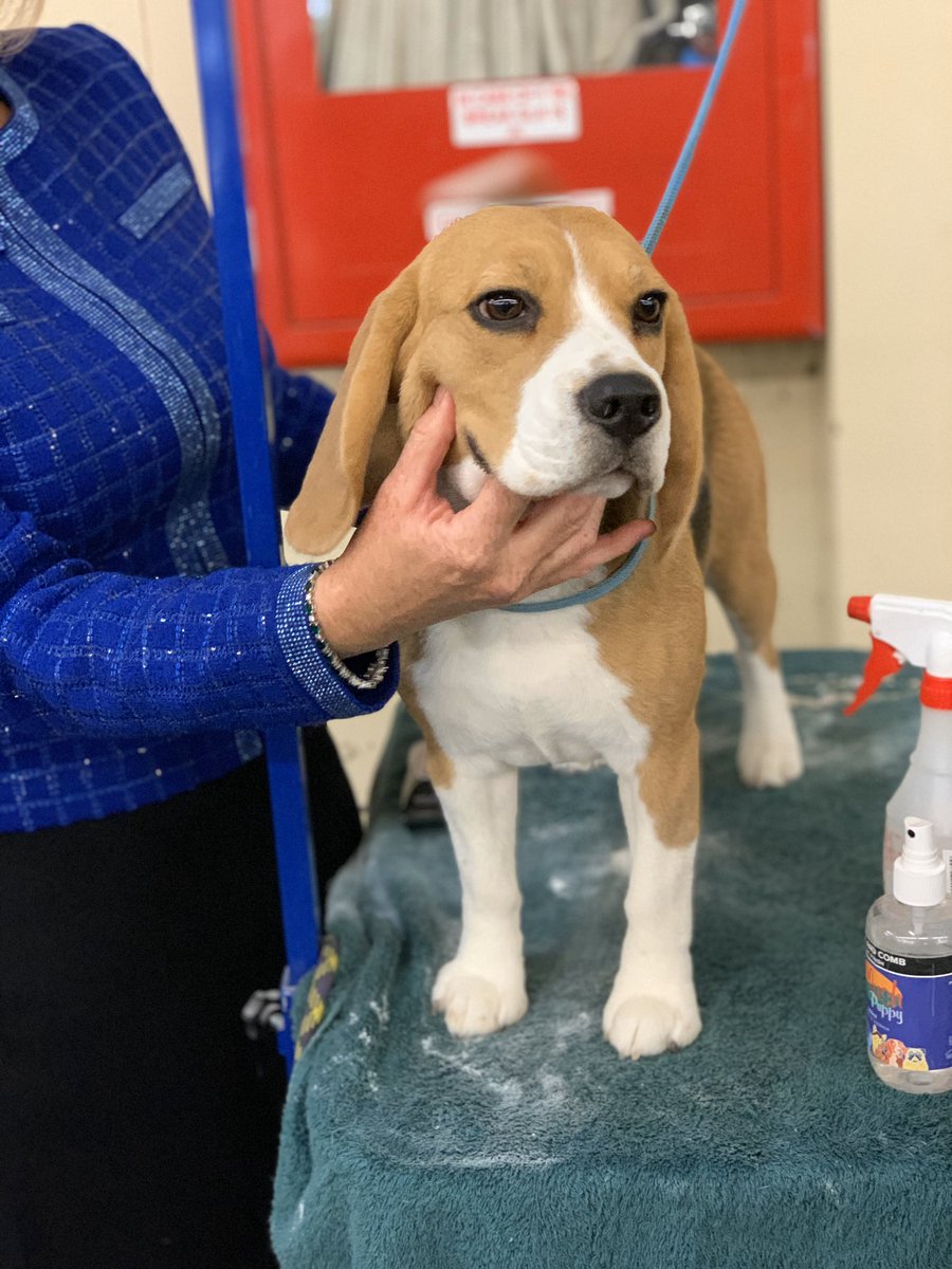 GoldenGateKC's tweet photo. It’s Day 2 of the #goldengatedogshow and the pups are all poofed up and ready for you to come say hi! 🐶 Get your tickets at the door at @cowpalacesf. https://t.co/9krgEkVkuC