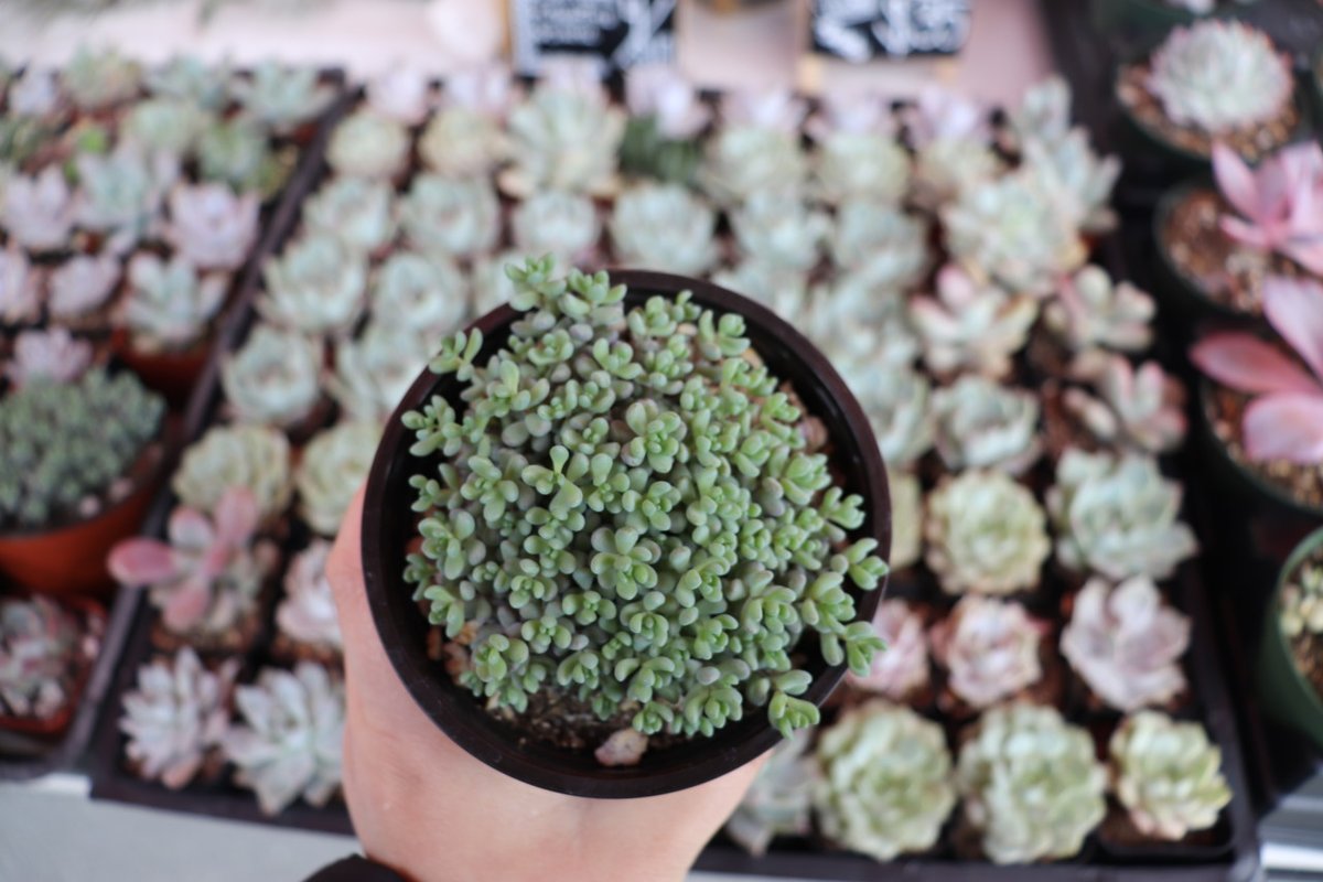 Looking to add some greenery to your home or garden? Stop by the Hella Succulent booth and ask Rochelle for suggestions on succulents, airplants, crystals, herbs, terrariums, and pots to put your succulents in.
