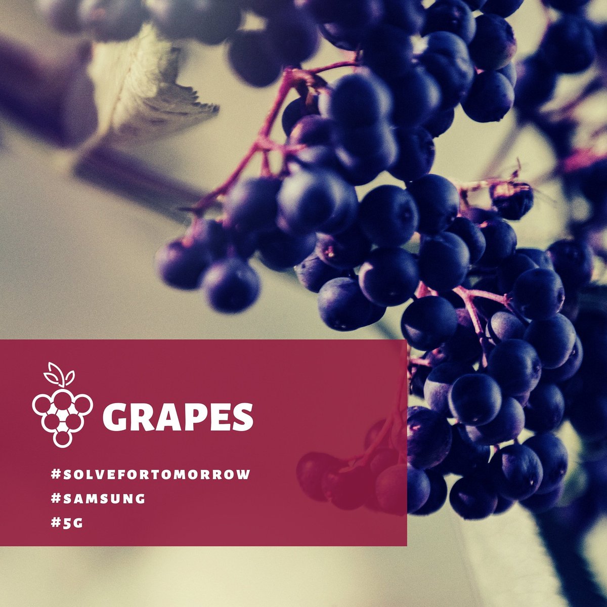 FhdoGrapes's tweet photo. Aiming to solve tomorrow's problems with @FhdoGrapes .

#solvefortomorrow
#5g
#ekipa
#Samsung 
#grapes https://t.co/5aagKvxDqr