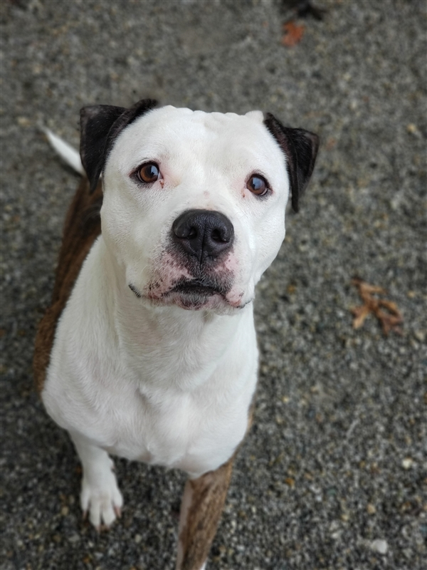 EMluvsPibbles's tweet photo. ⚠️🆘#ZETO is far more than critical🆘⚠️
👉The shelter changed their mind about the extension.👈
🥺He now has less than #24hours to live.🥺
🙏If there ever was a time to #Pledge it's now or never.🙏
https://t.co/s6W9qGW4bS
Columbus, OH https://t.co/2fdmigVWWw