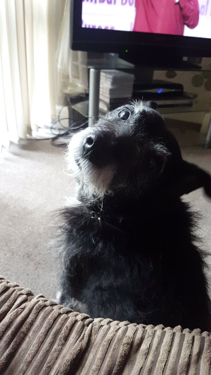 thewiljam's tweet photo. We'll never forget you Naldo. Could never imagine having a better dog for the last 17 years. Miss you already. Rip lil man https://t.co/iV3KBerXwj