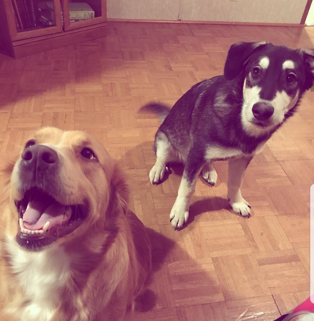 yourleftistmom's tweet photo. One thing I don't talk about is how often I miss my girl. I would do almost anything to have her back. It's been over a year since I've even seen her because she was ripped out from under me. She turns 5 in March and I wish I had her ๐#Lucy #GoldenCollie https://t.co/4IHKjnZKC3
