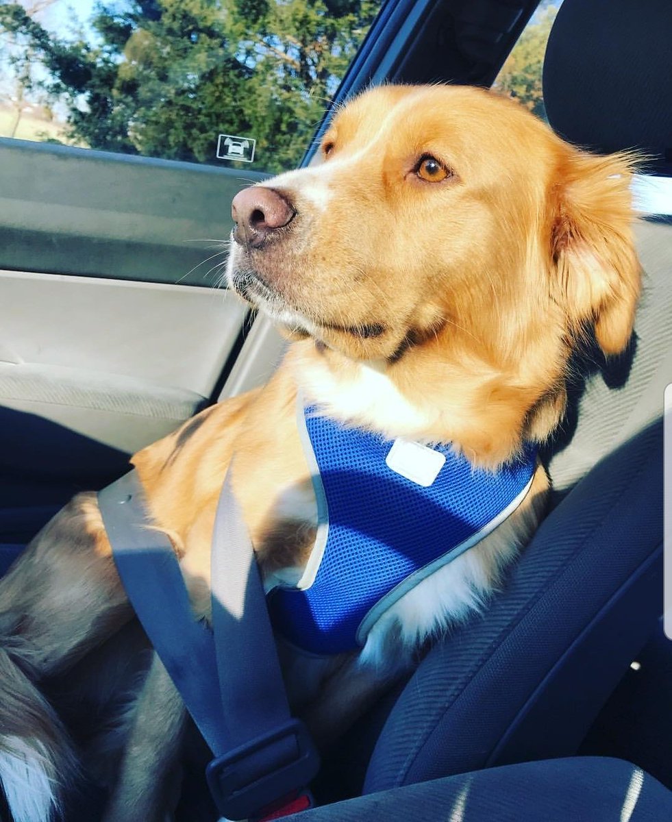 yourleftistmom's tweet photo. One thing I don't talk about is how often I miss my girl. I would do almost anything to have her back. It's been over a year since I've even seen her because she was ripped out from under me. She turns 5 in March and I wish I had her ๐#Lucy #GoldenCollie https://t.co/4IHKjnZKC3