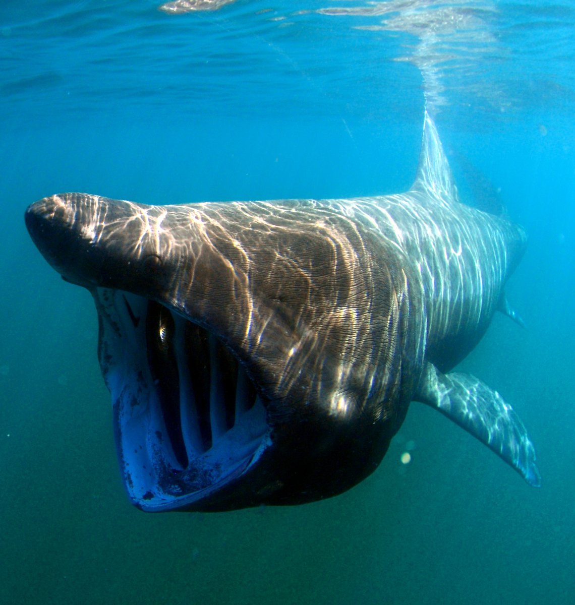 Critter of the Week is back! Starting with the basking shark 🦈 once a common sight in central &amp; southern NZ, now virtually disappeared. If you see one, report to DOC (sharks@doc.govt.nz) or iNaturalist. Listen here: bit.ly/2RkEXtS
📷: Greg Skomal -NOAA Fisheries Service