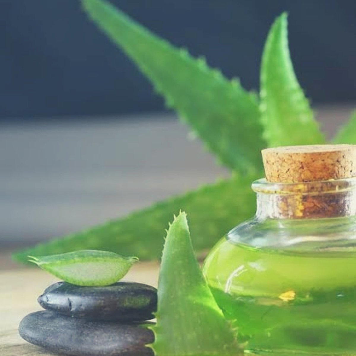 Aloe vera gel has cooling properties which help soothe irritated skin affected by sunburn, rash, infection, redness, and itchiness. Thus, it makes for a super ingredient for sensitive skin
#naturalskincare #skincare #organicskincare  #hairfall #amla #hairproblems #skincareroutine