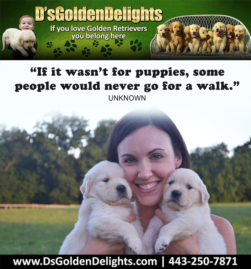 DsGolden_'s tweet image. “If it wasn’t for puppies, some people would never go for a walk.” – Unknown
#dsgoldendelights