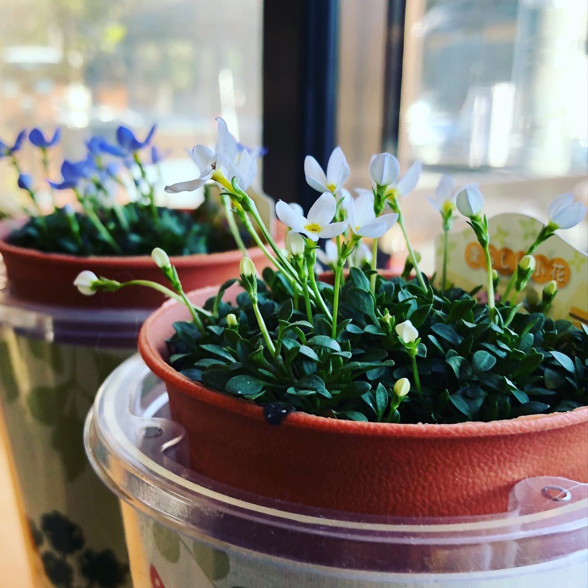 よっこ 事務所に来たら小さなヒナソウが咲いてた ๑ ๑ 花が小さくて可愛い ﾟ 花言葉は 甘い思い出 寛大な愛 会える幸せ おとぎの国の夢 観葉植物 ヒナソウ 雛草 花 Flower 秋田 Akita Iphone8plus 写真好きな人と繋がりたい