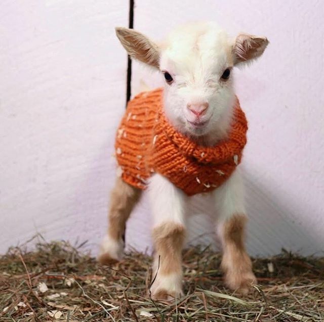 youglowgal's tweet photo. Here’s a baby goat to lift up your Sunday after sad news and anxiety inducing headlines. Hug people often and tell them you love them 💞 https://t.co/1itqPvRdN9 https://t.co/rOg04twSzt