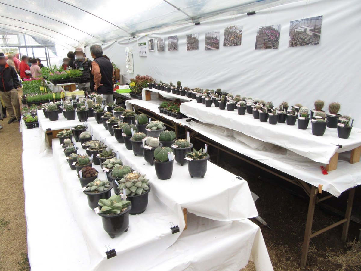 ｊａ植木まつり