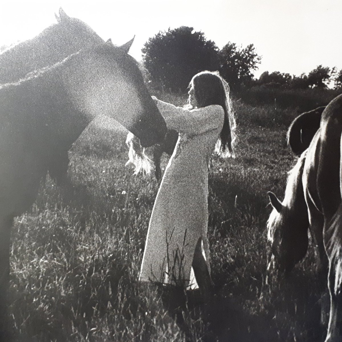RaymondBeaudet's tweet photo. Tanya erre dans la rosée du matin, deux chevaux blancs s'approchent et viennent lui raconter leur amour. Tanya les caresse et fraternise. https://t.co/P8IjgyQe3b