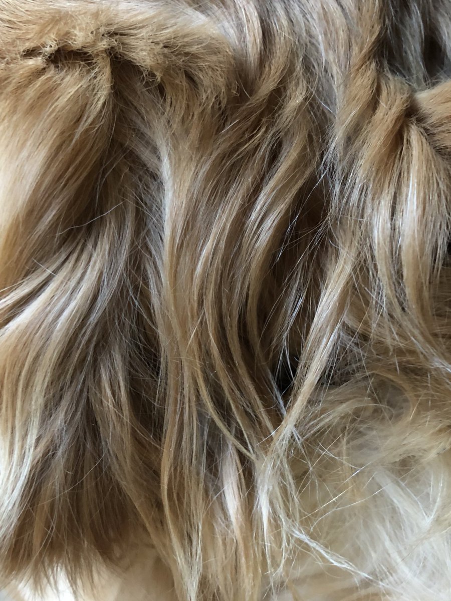 NWWoofers's tweet photo. If any of ya hoomans want a new hair do youz welcome to take this pic of me ear flaps to show them for inspo https://t.co/CYhjd01fdJ