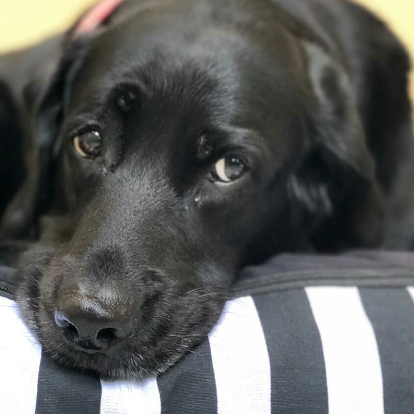 Arquipets tweet media