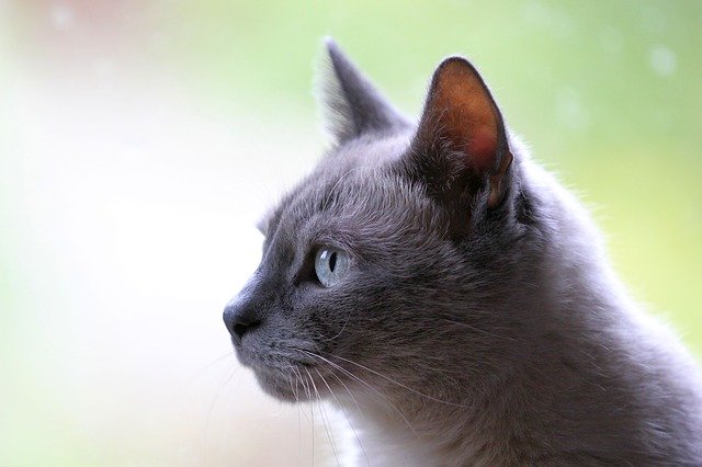 EsquimaltRec's tweet photo. Tweet us pics of your pets as we get set for another one of Nate's Pet Portrait Workshops! It's on Feb 8 and there's still a few spots left - reg here: https://t.co/KjRMby1c6O #Esquimalt #yyj #yyjpets #animallovers #petportraits #makingmemories https://t.co/h93tnT1Nay