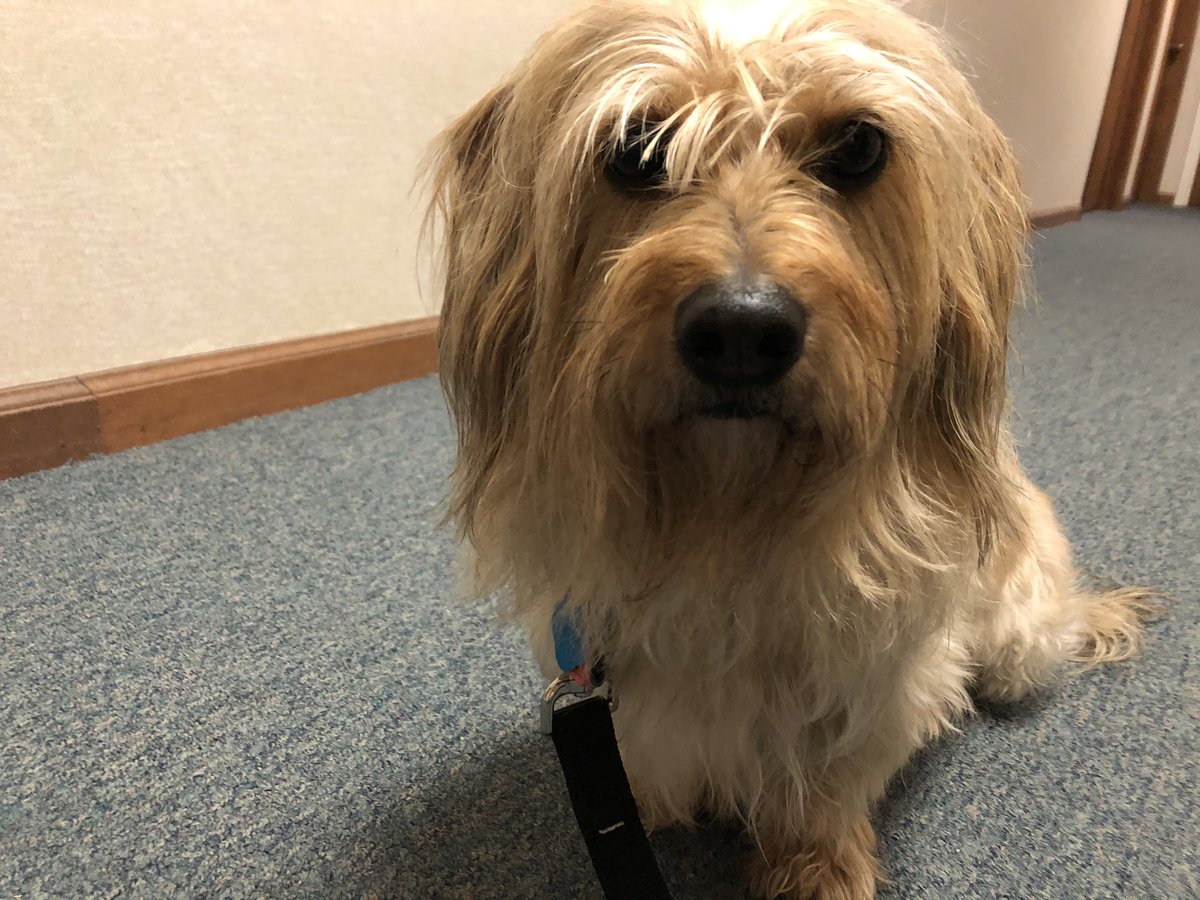 ssjunjulas's tweet photo. Benny helping out with the new recruits today. Benny will have to retest this summer so it’s good practice for him. #bennythetherapydog #MrMellow https://t.co/kHd8TozgDA