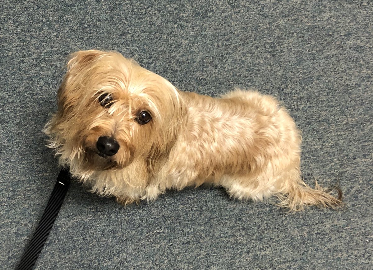 ssjunjulas's tweet photo. Benny helping out with the new recruits today. Benny will have to retest this summer so it’s good practice for him. #bennythetherapydog #MrMellow https://t.co/kHd8TozgDA