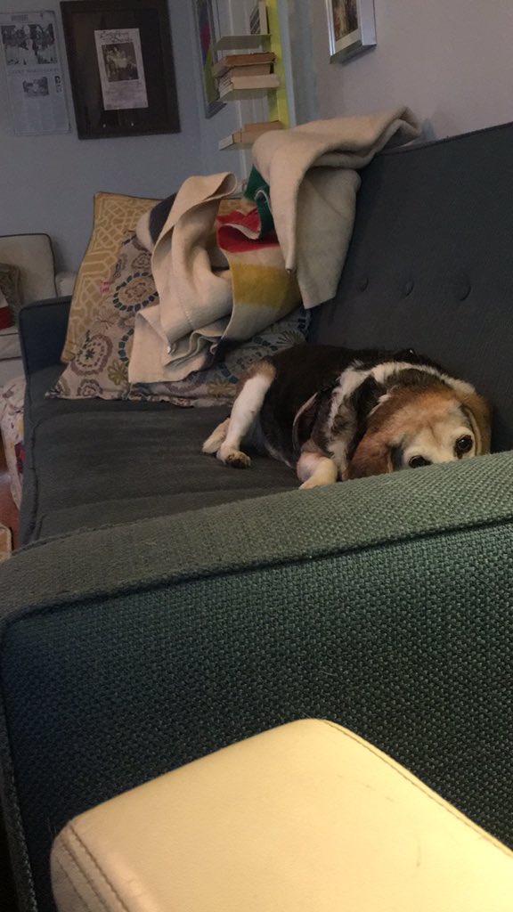 Pickle thinks she’s hiding from me.  I let her think so and encourage her by saying things like “where did the dog go?” and “She was just here and now she’s gone officer”