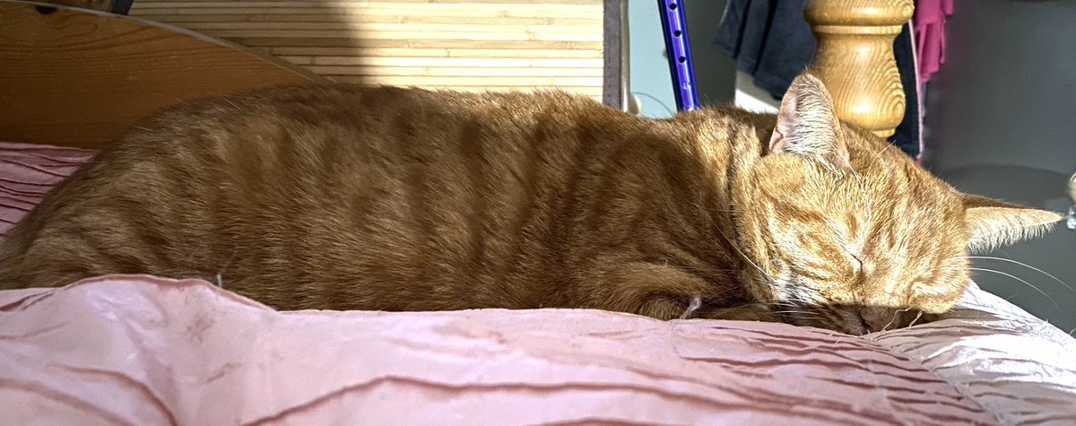 Britishshorthair Twitter Search