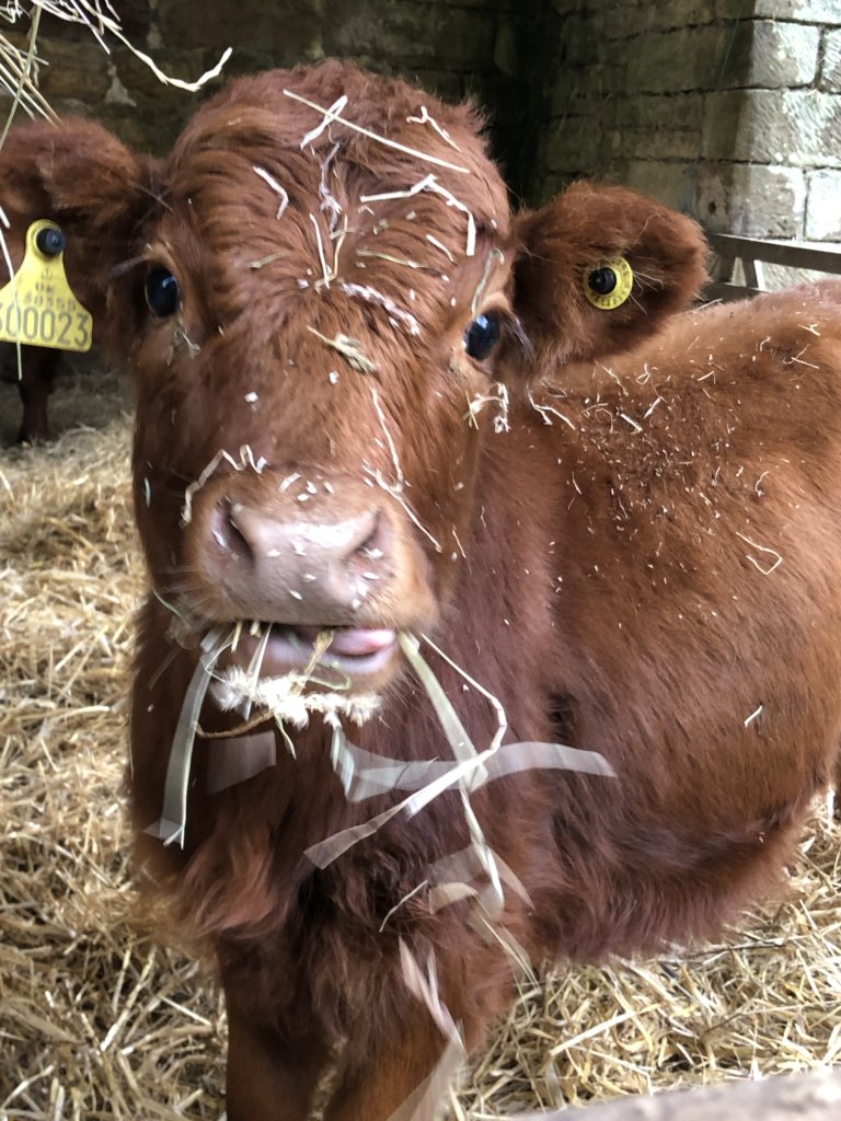 ewe_love's tweet photo. @rickygervais Hom nom nom lucky cow here https://t.co/2Wa3F14Etv