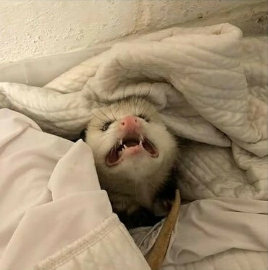 Possumeveryhour.io (@possumeveryhour) on Twitter photo 