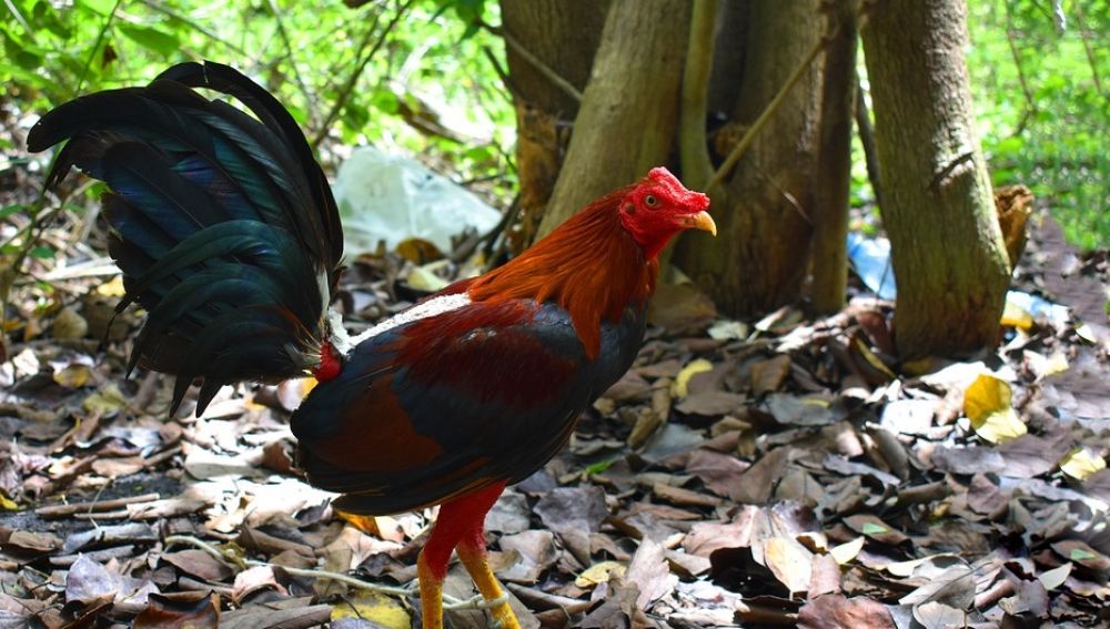 Events4Animals's tweet photo. 🐔Un gallo mata a su dueño con la cuchilla que llevaba atada a su pata.
Publicación completa en nuestro Instagram y Facebook: Events4Animals
#Vegan #GoVegan #noalmaltratoanimal #gallos #veganismo #animalrightsactivist #Animales #AnimalLiberation #SaveAnimals #Events4Animals https://t.co/OWQZ0jFG8x