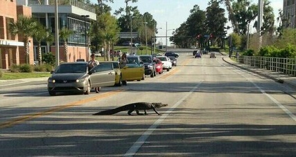 Alligator crossing the street on Florida campus