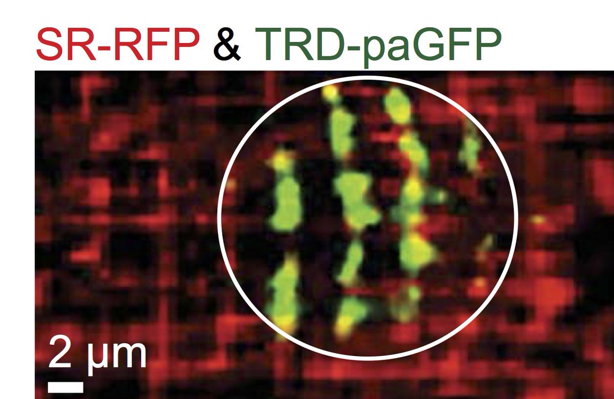 AJPCellPhys's tweet photo. #ImageOfTheWeek, #PublishedinAJPCell: From “Junctional Sarcoplasmic Reticulum Motility in Adult Mouse Ventricular #Myocytes”.  Image shows Triadin-tagged-paGFP fluorescence along T-tubules (red) and junctional #sarcoplasmicreticulum. #myotwitter
https://t.co/cuIp3JmMZF https://t.co/4zDWB3j6qf